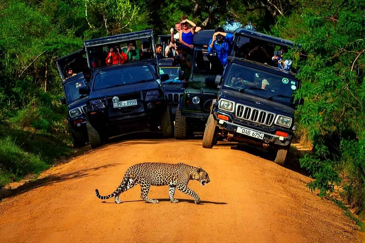 Yala National Park Jeep safari 